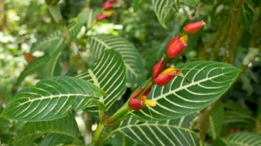 Shrubby Whitevein (Sanchezia oblonga) yaprakları ve rüzgarda hareket eden parlak kırmızı çiçekler, tropikal bahçe veya botanik doğa görüntüleri için mükemmel.