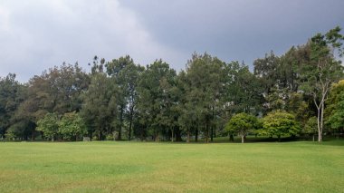 Tropikal botanik bahçesi geniş çimen alanını ve sık ağaçları gösterir, arka plan, eko veya seyahat projeleri için idealdir.