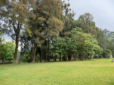 Geniş açık çimen alanı bulutlu gökyüzünün altındaki ağaçlarla çevrili, eko, seyahat ve rahatlama temaları için harika..