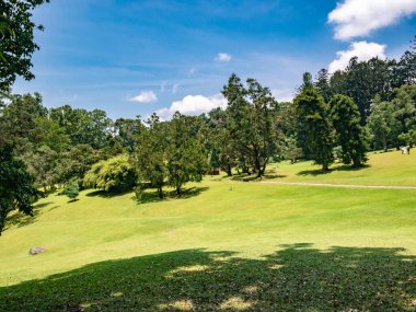 Eğimli zeminde ağaçlar ve parlak güneş ışığı olan geniş tropikal park manzarası seyahat ve doğa arka plan tasarımı için harika..