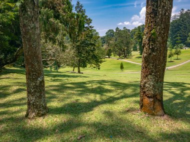 Yamaçta ağaçlar ve güneş ışığı olan tropik orman manzarası, eko turizm, duvar kağıdı veya doğal arka plan kullanımı için mükemmel.