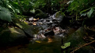 Küçük bir dağ deresinin pürüzsüz döngüsü sakin bir şekilde ormanın içinden akıyor. Meditasyon videoları, rahatlatıcı arka planlar, ortam döngüleri ve doğa görselleri için harika.