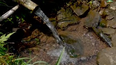 Bambudan akan taze kaynak suyu. Kültürel videolar, doğa ortamı, meditasyon görselleri, ASMR ve belgesel için mükemmel.