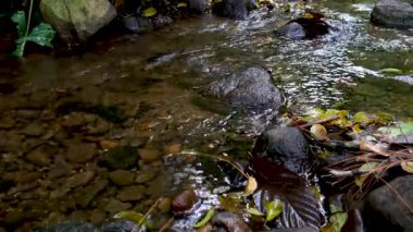 Renkli orman yapraklarıyla çevrili temiz bir dere döngüsü. Meditasyon, ambiyans videoları, döngü ekranları, doğa arka planı ve rahatlama içeriği için harika