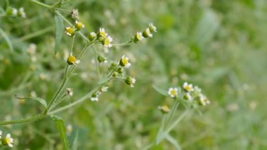 Yumuşak, bulanık yeşil bir arka planı olan bir ormanın kenarında rüzgarda savrulan kır çiçeği. Doğa belgeselleri, ortam sahneleri, botanik b-roll ve rahatlatıcı görseller için kullanışlı
