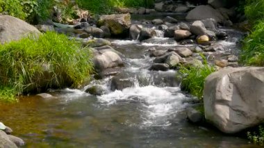 Temiz nehir suyu taşların arasından akar, güneş ışığıyla vurgulanır ve nehir kenarındaki vahşi bitkiler tarafından çerçevelenir, taze ve rahatlatıcı doğal bir manzara yaratır.