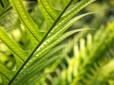 Tropikal ortamda çiğ ile kaplı eğreltiotu yapraklarının yakın görüntüsü, eko, tazelik veya doğal arkaplan tasarımı için harika.
