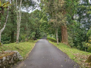 Yüksek ağaçlar ve yeşil bitki örtüsüyle çevrili verimli tropikal dağ botanik bahçesi boyunca uzanan patika huzurlu ve ferahlatıcı bir doğal manzara yaratıyor..
