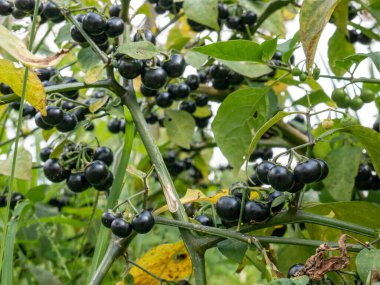 Tropikal dağlık arazideki dallarda leunca (siyah itüzümü) meyvelerinin yakın çekimi. Sundan geleneksel yemekleri için yaygın sebze.