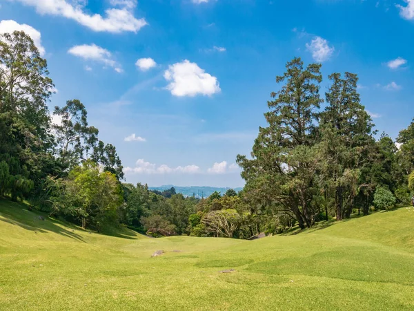 Parlak mavi gökyüzünün altındaki yemyeşil çayır ve ağaçlar ve tropik botanik bahçesindeki bulutlar..
