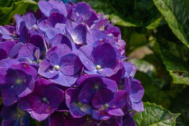 Hydrangea makrophylla çiçeklerinin doğal güneş ışığı altında yaprak detaylarını ve renk kontrastını gösteren makro görünümü.