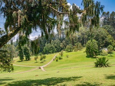 Yüksek ağaçlar ve tropikal manzarada yeşil çayırlarla çevrili kıvrımlı bahçe yolu doğal çerçeve ve kompozisyonu gösteriyor..