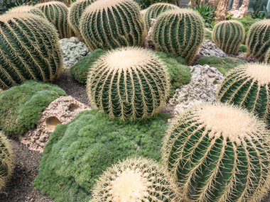 Botanik çöl bahçesindeki kayalık zeminde büyüyen bir fıçı kaktüsü. Çevre temalı tasarım ve doğal altyapı için harika..