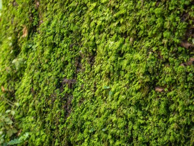 Botanik bahçesindeki ağaç kabuğunu kaplayan canlı yeşil yosunların yakın görüntüsü tropikal orman nemi ve yaşamı gösteriyor..
