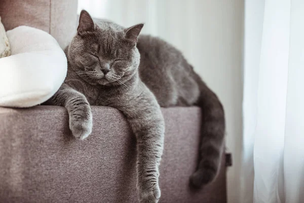 Beautiful Shorthair British Cat Lying Couch Domestic Room — Stock Photo, Image