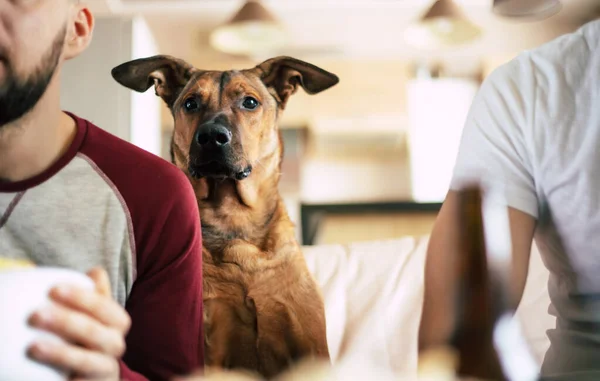 Funny Dog Watching Two Friends Couch — Stock Photo, Image
