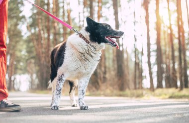 Güzel mutlu komik köpek oynuyor ve dışarıda eğleniyor.