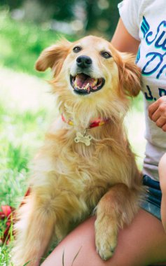 Güzel mutlu komik köpek oynuyor ve dışarıda eğleniyor.