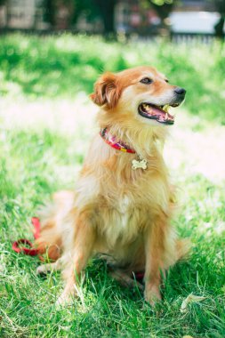 Güzel mutlu komik köpek oynuyor ve dışarıda eğleniyor.