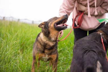 Barınakta sevimli, dost canlısı bir köpek bekliyor.