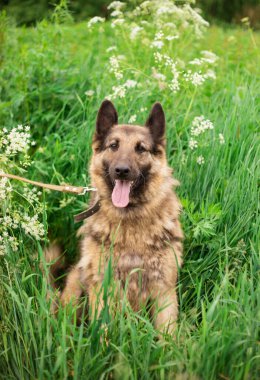 Güzel mutlu komik köpek oynuyor ve dışarıda eğleniyor.