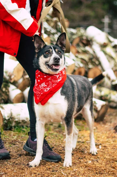 Bella Felice Divertente Cane Sta Giocando Divertirsi All Aperto — Foto Stock