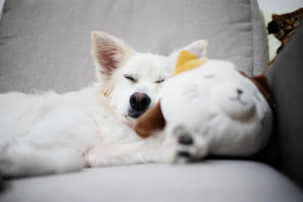 Happy Young Relaxed Friendly Dog Resting Home — Stock Photo, Image