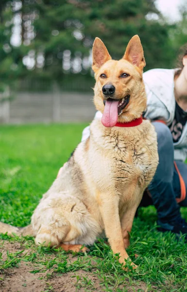 Hermoso Perro Divertido Feliz Está Jugando Divertirse Aire Libre — Foto de Stock