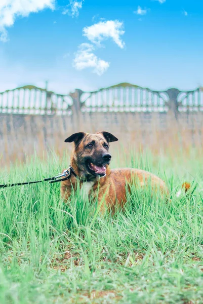 Hermoso Perro Divertido Feliz Está Jugando Divertirse Aire Libre —  Fotos de Stock