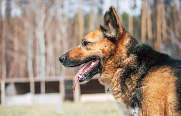 Hermoso Perro Divertido Feliz Está Jugando Divertirse Aire Libre —  Fotos de Stock