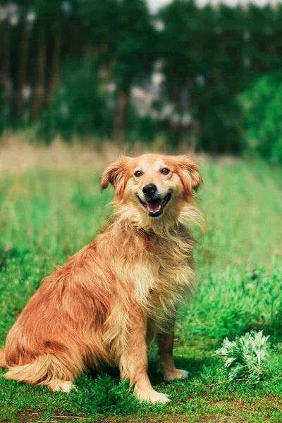 Beautiful Happy Funny Dog Playing Having Fun Outdoors — Stock Photo, Image