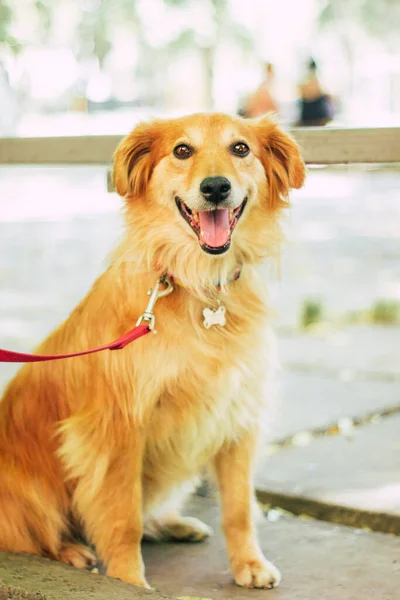Счастливая Веселая Собака Играет Веселится Улице — стоковое фото