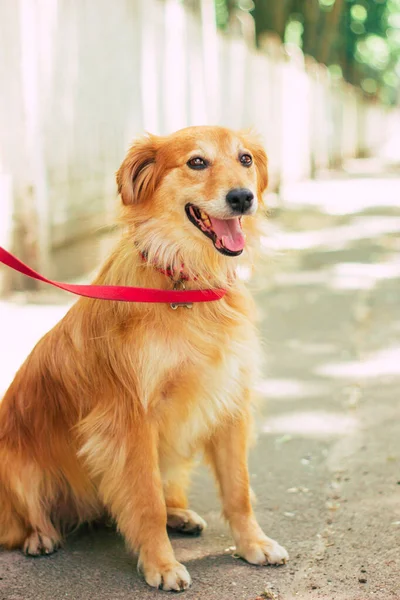 Bella Felice Divertente Cane Sta Giocando Divertirsi All Aperto — Foto Stock