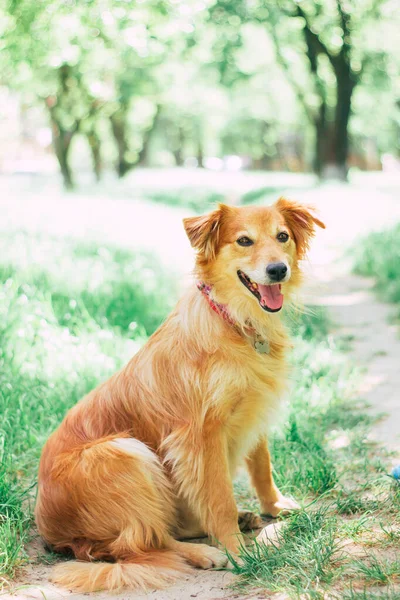 Bella Felice Divertente Cane Sta Giocando Divertirsi All Aperto — Foto Stock