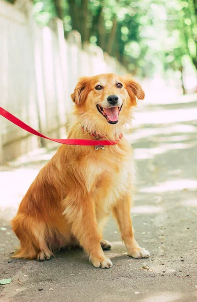 Bella Felice Divertente Cane Sta Giocando Divertirsi All Aperto — Foto Stock