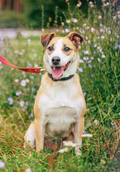 Bella Felice Divertente Cane Sta Giocando Divertirsi All Aperto — Foto Stock