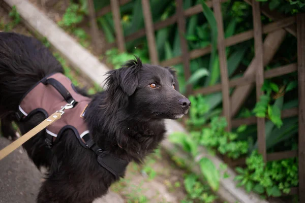 Hermoso Perro Divertido Feliz Está Jugando Divertirse Aire Libre —  Fotos de Stock