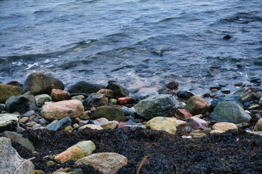 Rocky Baltic Sea Shoreline with Stones and Seaweed in Tallinn