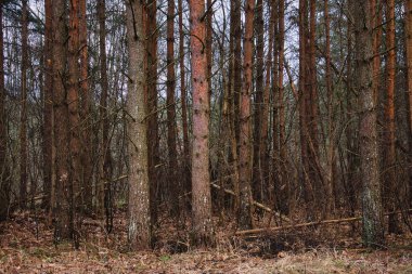 Yoğun Estonya Ormanında Uzun Çam Ağacı Gövdesi