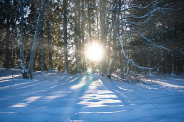 Estonya 'da Karlı Ormanda Altın Güneş Işıkları Parlıyor