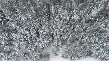 Estonya 'daki Karlı Çam Ormanı' nın Hava Görüntüsü