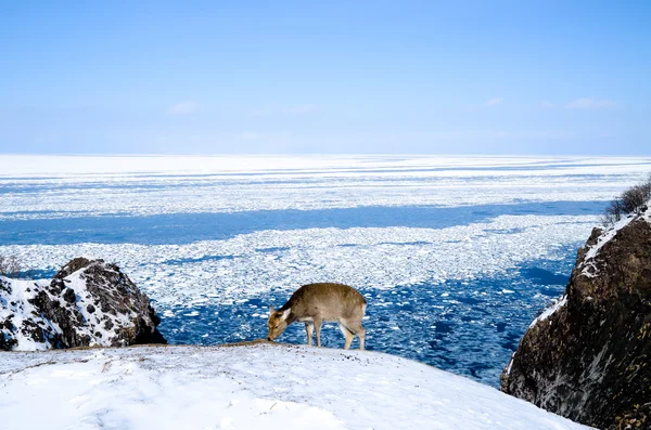 Shiretoko kış, Hokkaido, Japonya