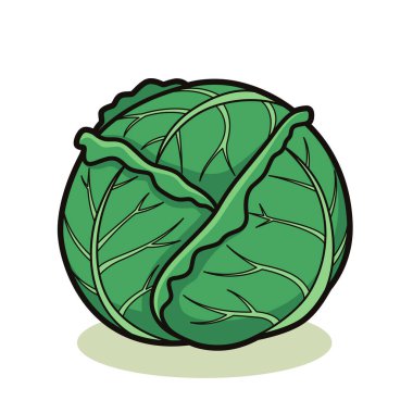Canlı Yeşil Lahana Kafa İllüstrasyonu