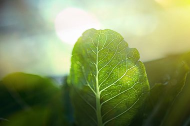 Growing green lettuce or organic salad vegetable With hydroponic systems in the greenhouse by controlling water and fertilizer using a small pipe Without soil for planting, digital smart farm