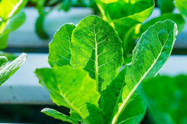 Growing green lettuce or organic salad vegetable With hydroponic systems in the greenhouse by controlling water and fertilizer using a small pipe Without soil for planting, digital smart farm