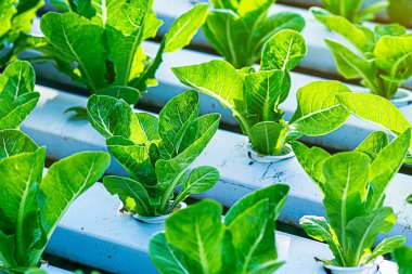 Growing green lettuce or organic salad vegetable With hydroponic systems in the greenhouse by controlling water and fertilizer using a small pipe Without soil for planting, digital smart farm