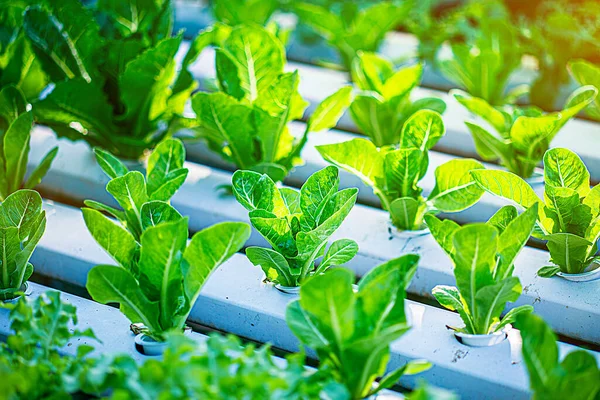 Growing green lettuce or organic salad vegetable With hydroponic systems in the greenhouse by controlling water and fertilizer using a small pipe Without soil for planting, digital smart farm