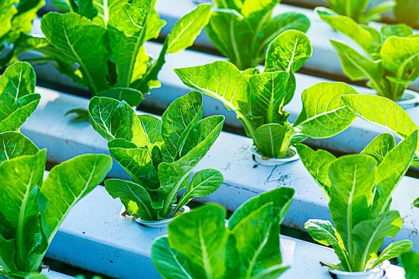 Growing green lettuce or organic salad vegetable With hydroponic systems in the greenhouse by controlling water and fertilizer using a small pipe Without soil for planting, digital smart farm