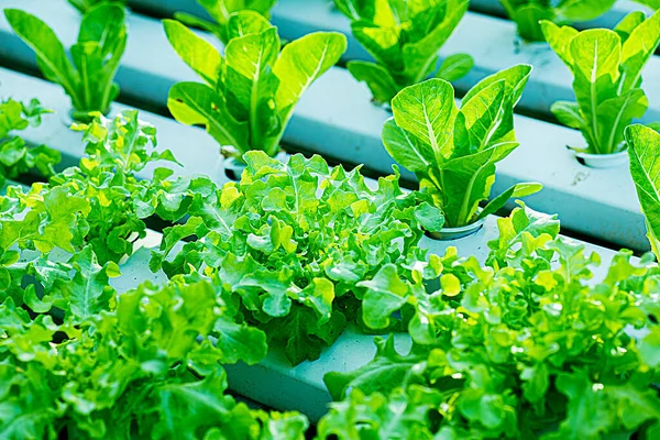 Growing green lettuce or organic salad vegetable With hydroponic systems in the greenhouse by controlling water and fertilizer using a small pipe Without soil for planting, digital smart farm