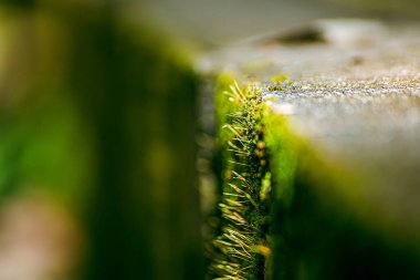 Beautiful texture of autumn moss on the parapet on World Environment Day or sustainability concept ESG, CSR, environmental care, business growth.